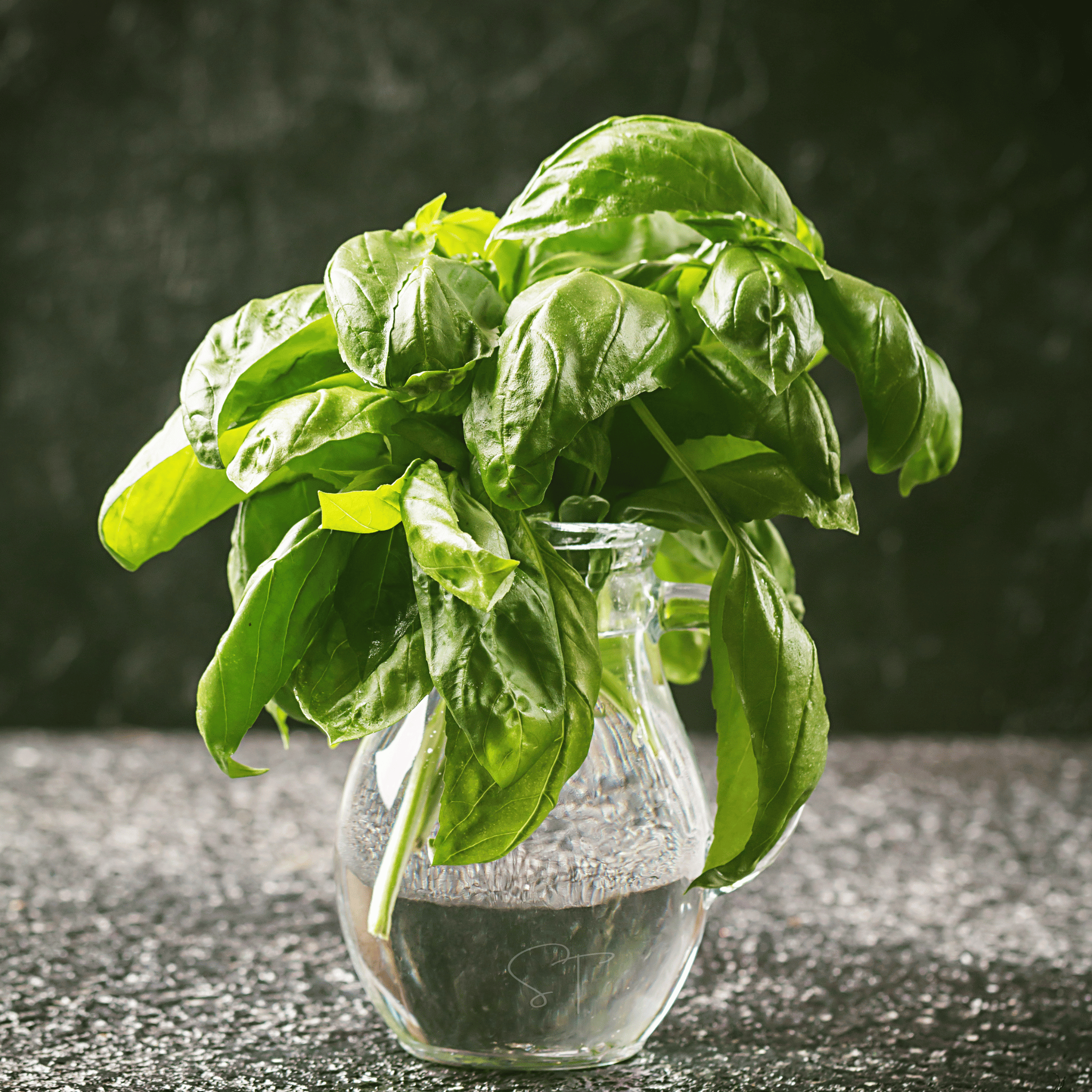 Italian Large Leaf Basil – 250 Seeds Southern Seeds