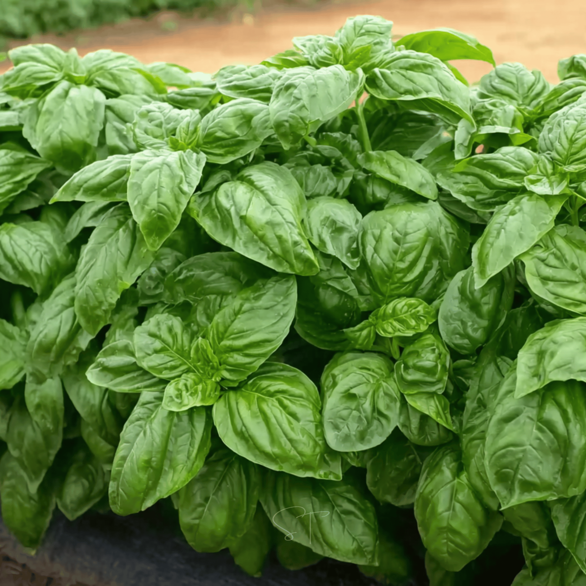 Italian Large Leaf Basil – 250 Seeds Southern Seeds