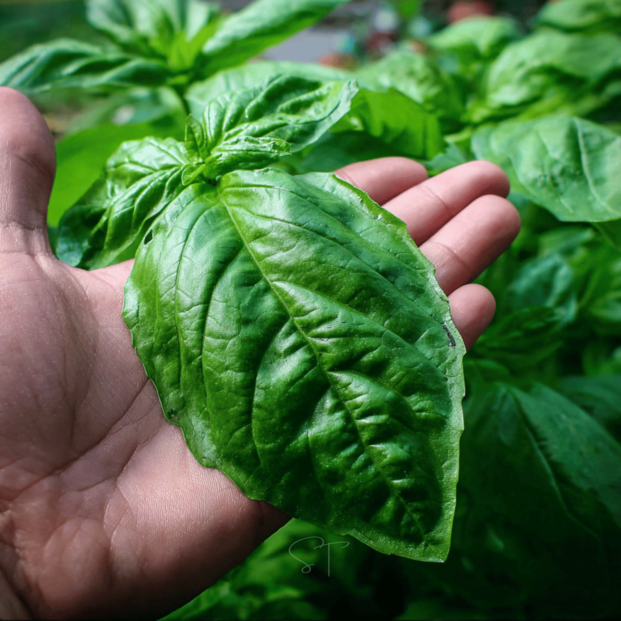 Italian Large Leaf Basil – 250 Seeds Southern Seeds
