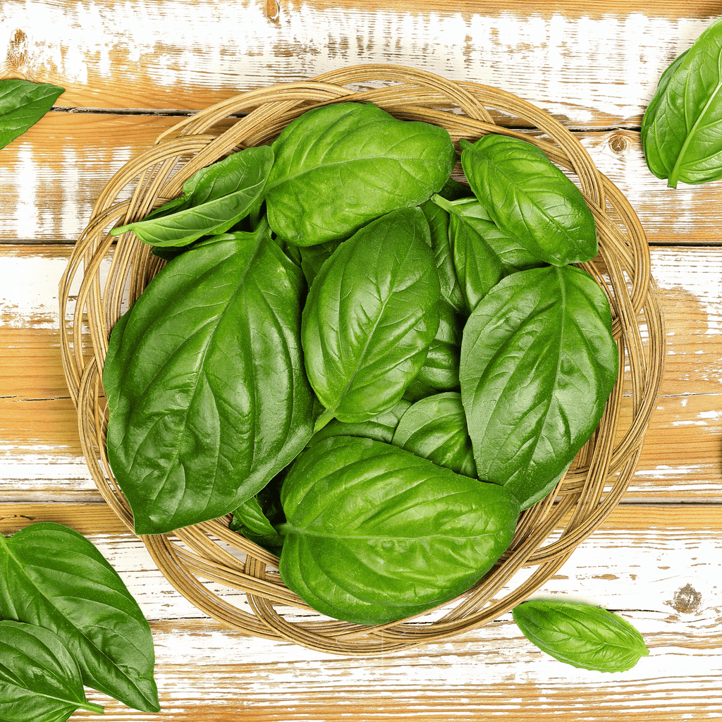 Italian Large Leaf Basil – 250 Seeds Southern Seeds