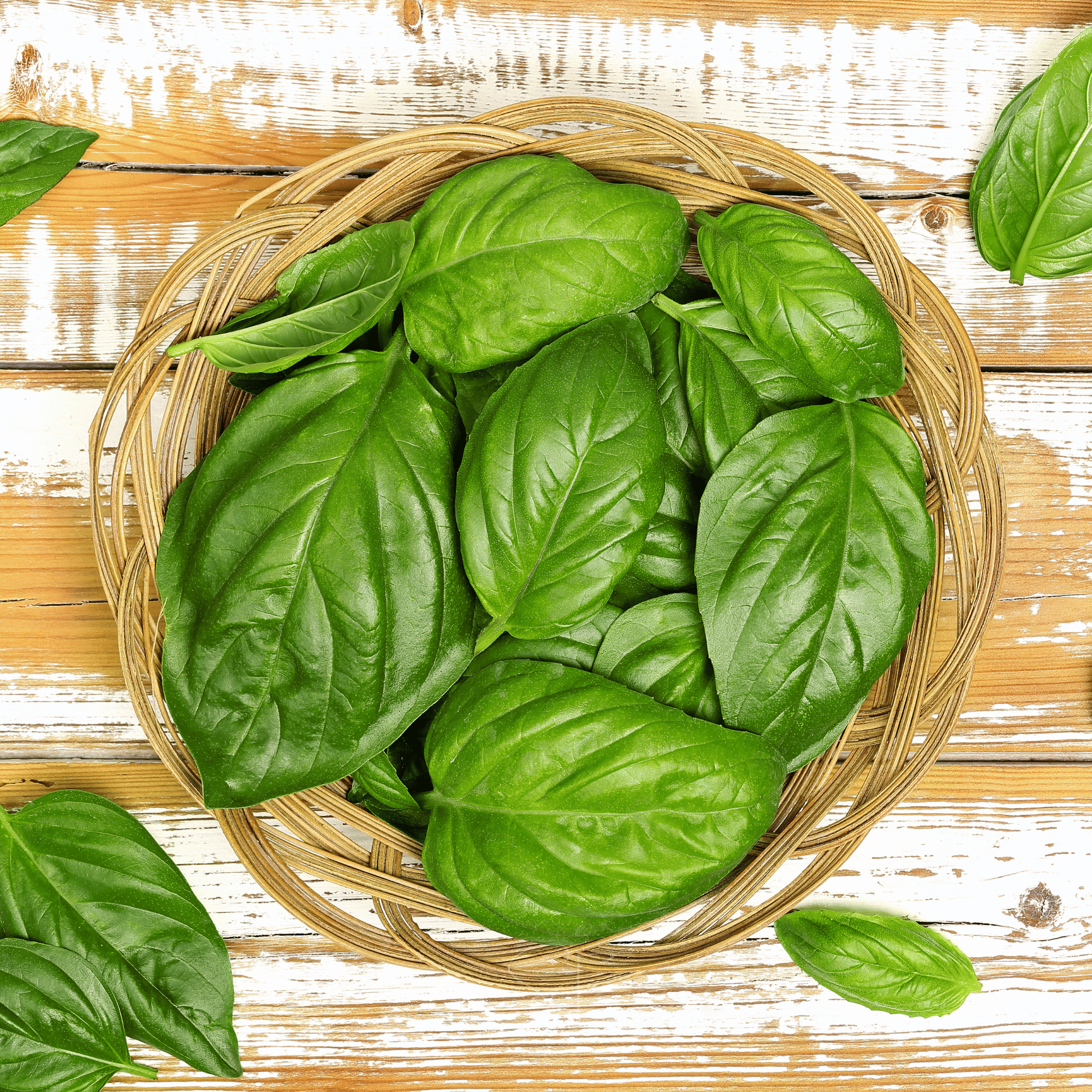 Italian Large Leaf Basil – 250 Seeds Southern Seeds