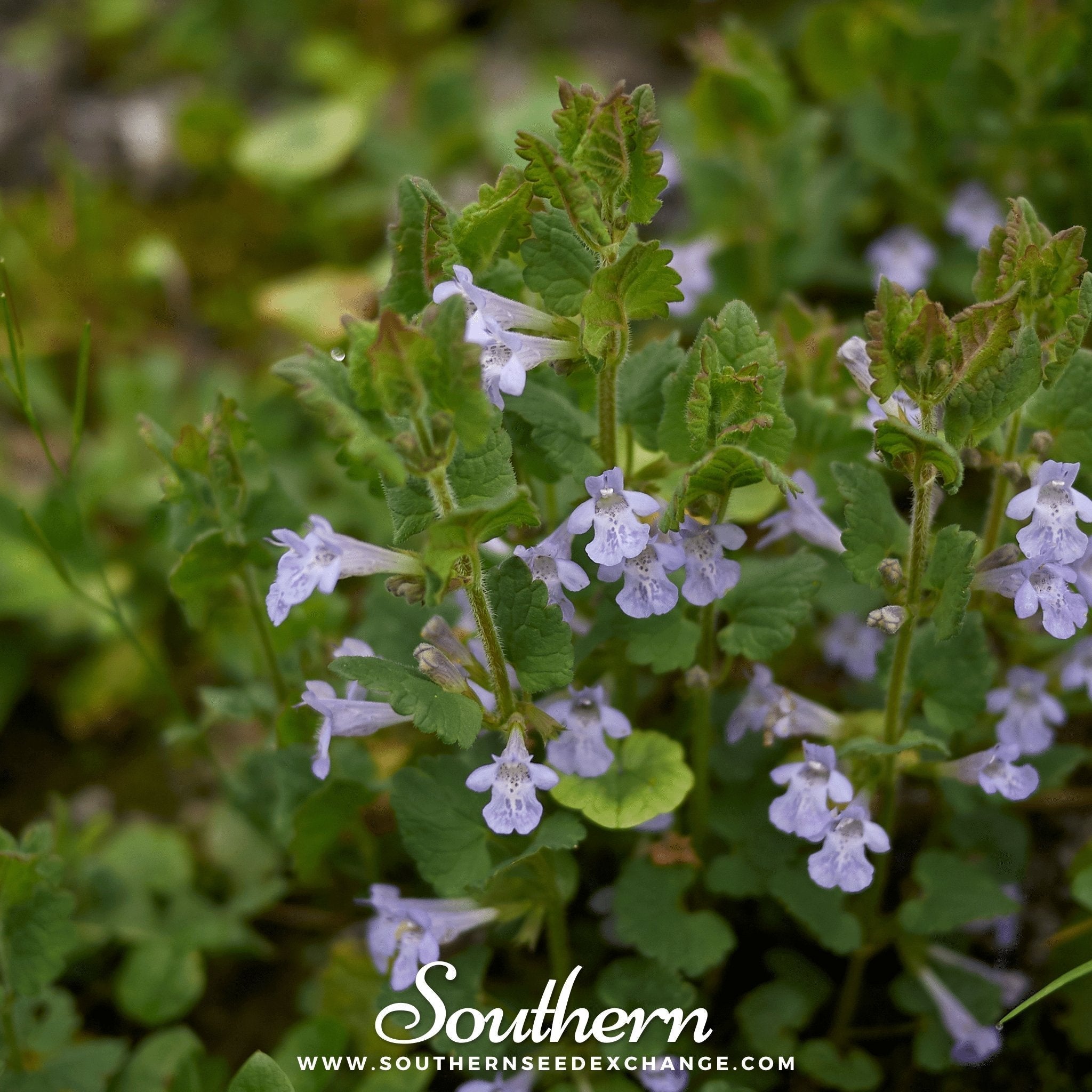Ground Ivy – 25 Seeds Southern Seeds