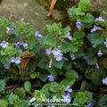 Ground Ivy – 25 Seeds Southern Seeds