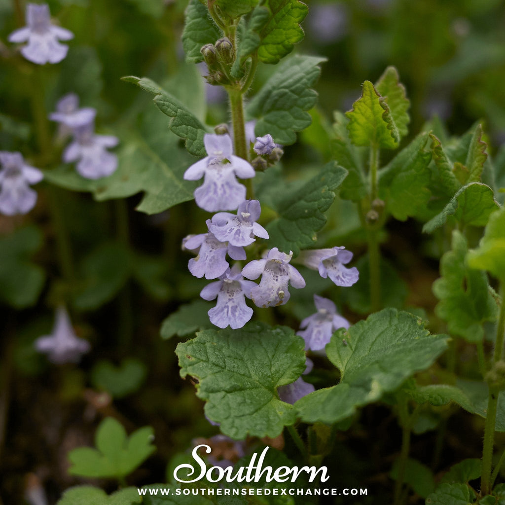 Ground Ivy – 25 Seeds Southern Seeds