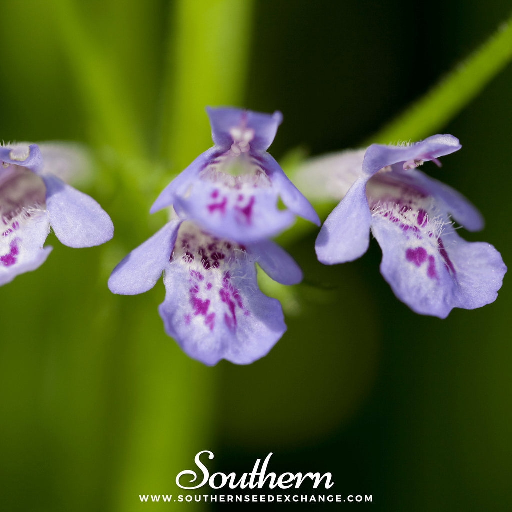 Ground Ivy – 25 Seeds Southern Seeds