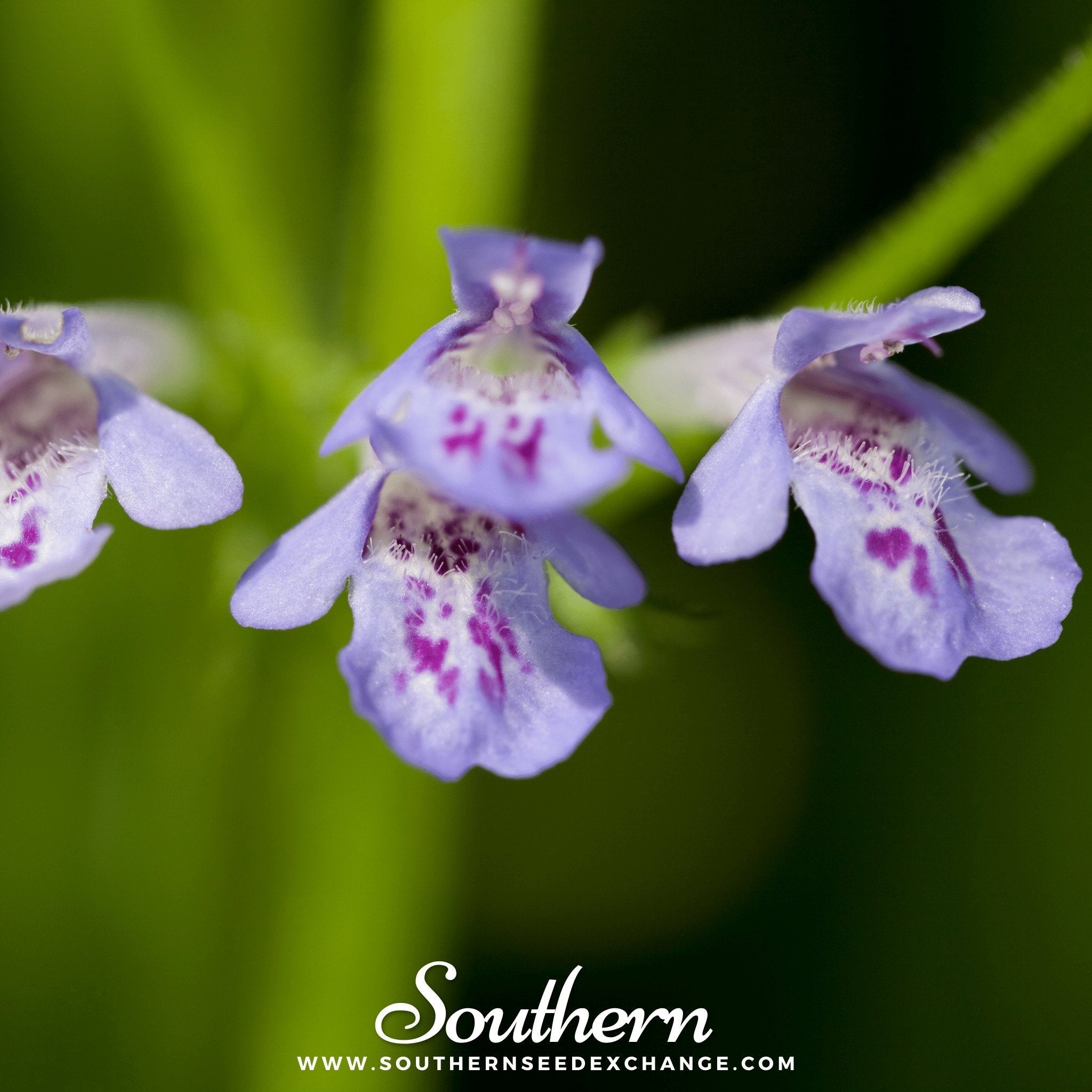 Ground Ivy – 25 Seeds Southern Seeds