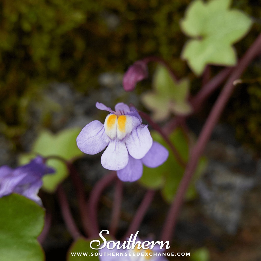 Kenilworth Ivy – 100 Seeds Southern Seeds