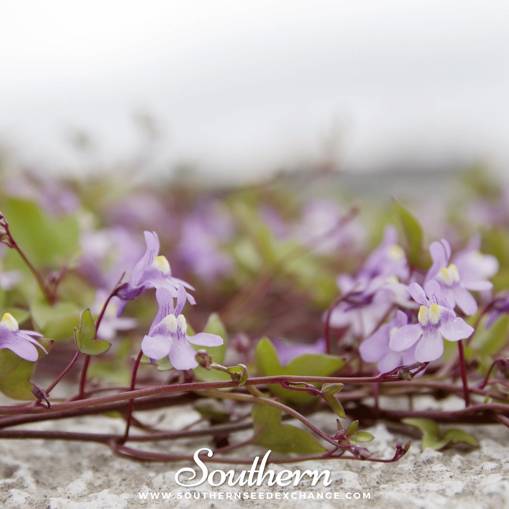 Kenilworth Ivy – 100 Seeds Southern Seeds