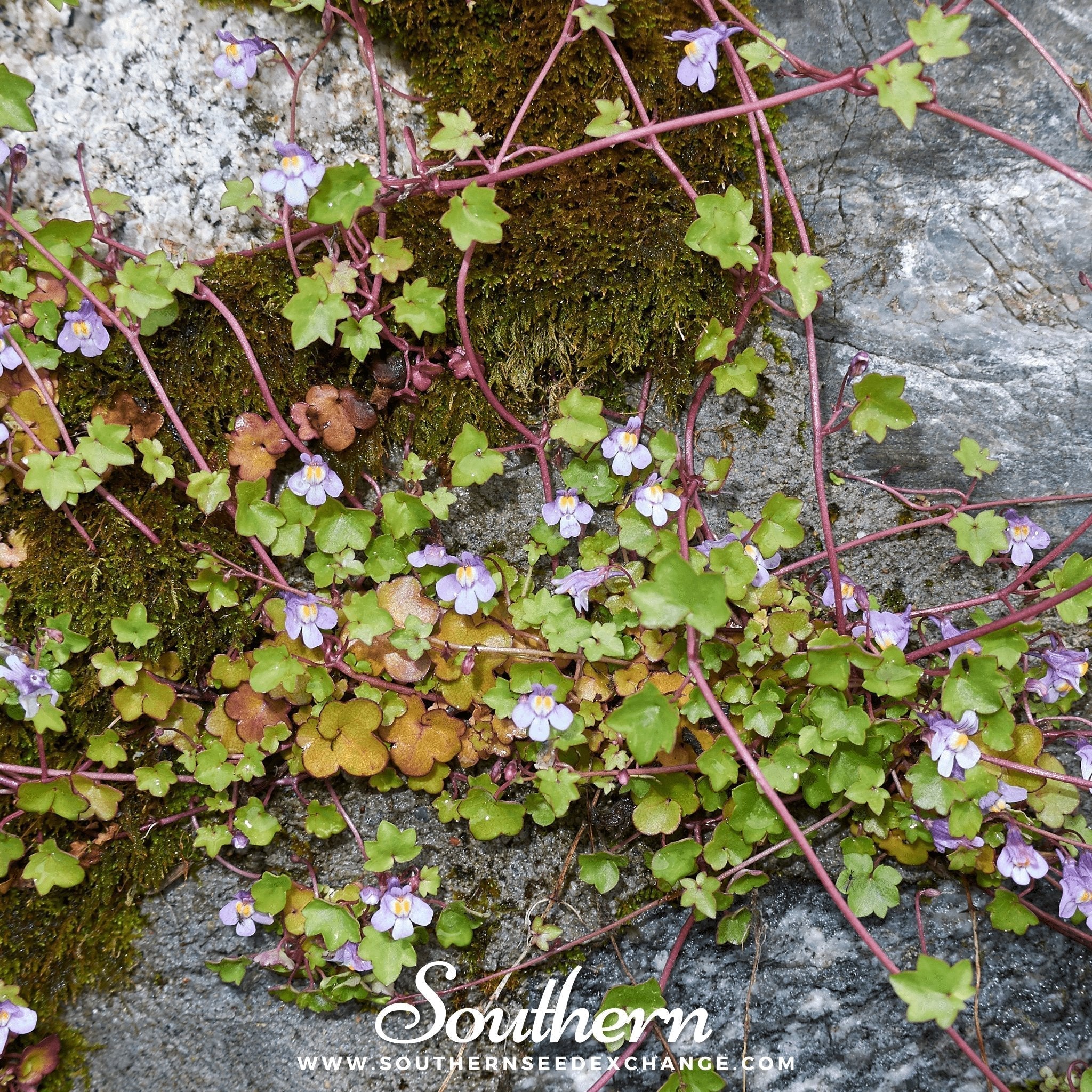 Kenilworth Ivy – 100 Seeds Southern Seeds