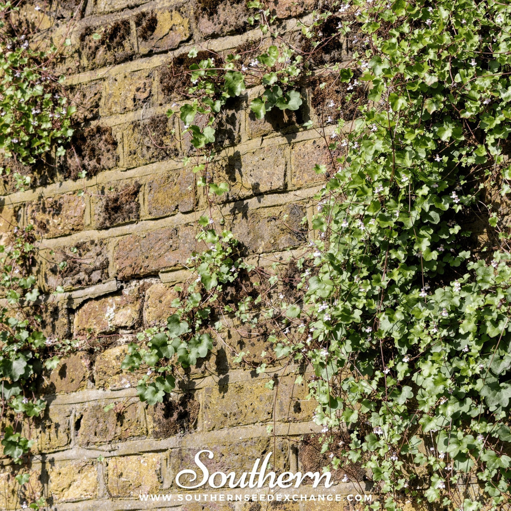 Kenilworth Ivy – 100 Seeds Southern Seeds
