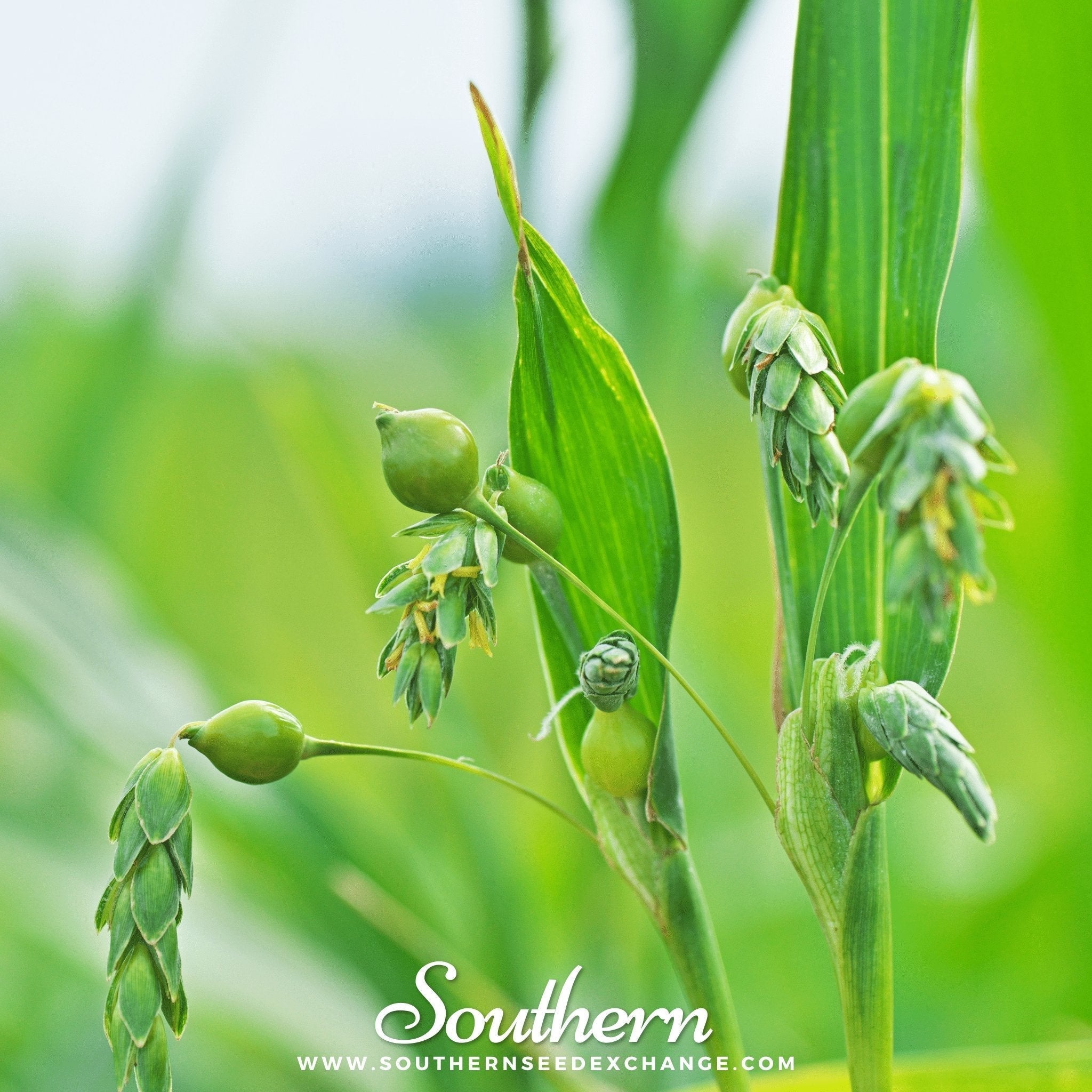 Job’s Tears – 10 Seeds Southern Seeds