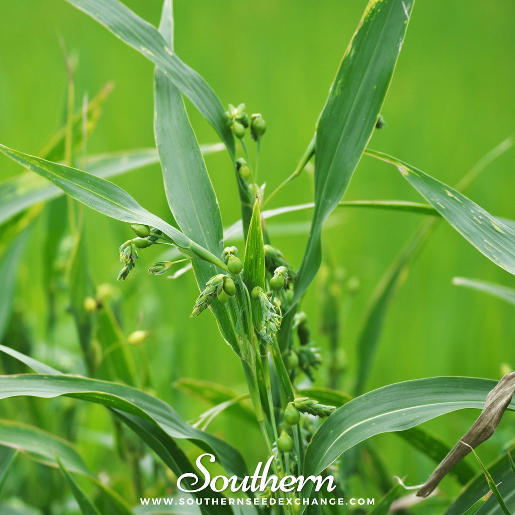 Job’s Tears – 10 Seeds Southern Seeds