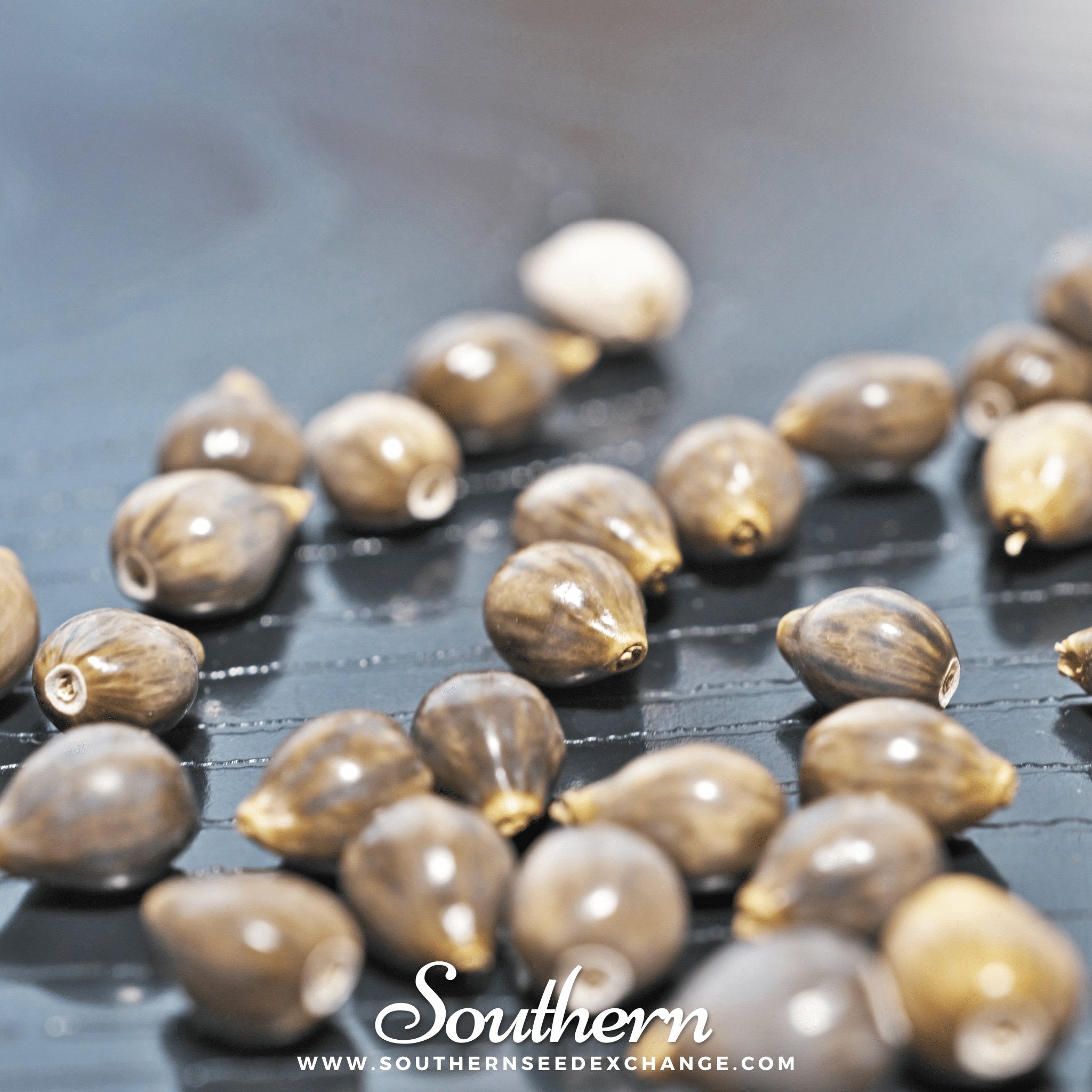 Job’s Tears – 10 Seeds Southern Seeds