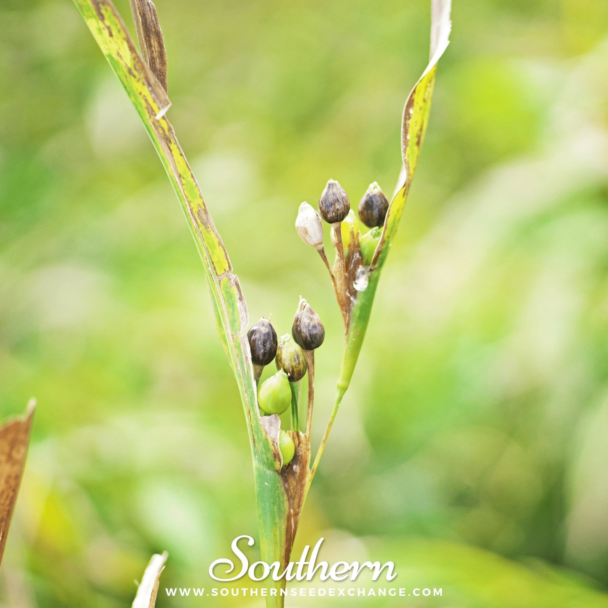 Job’s Tears – 10 Seeds Southern Seeds