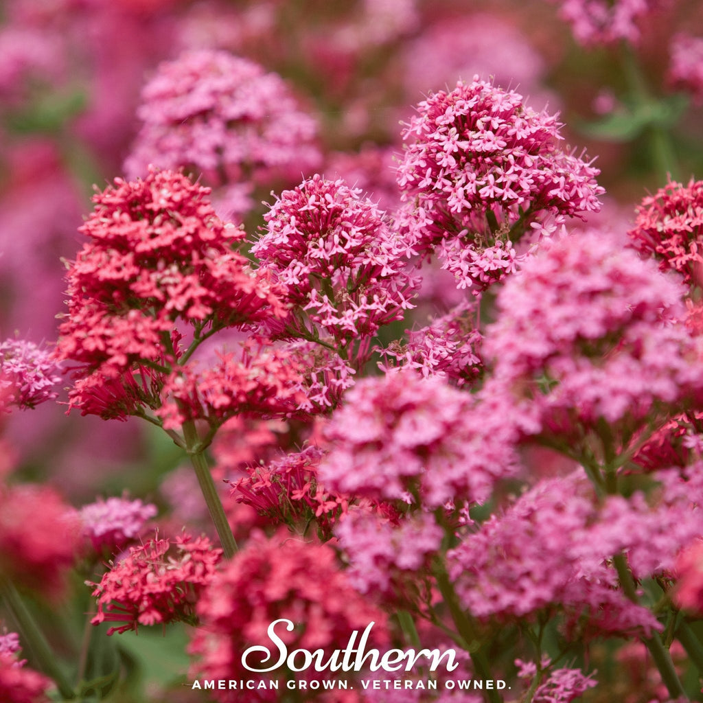 Spotted Joe Pye Weed – 100 Seeds Southern Seeds