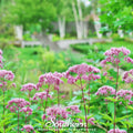 Spotted Joe Pye Weed – 100 Seeds Southern Seeds