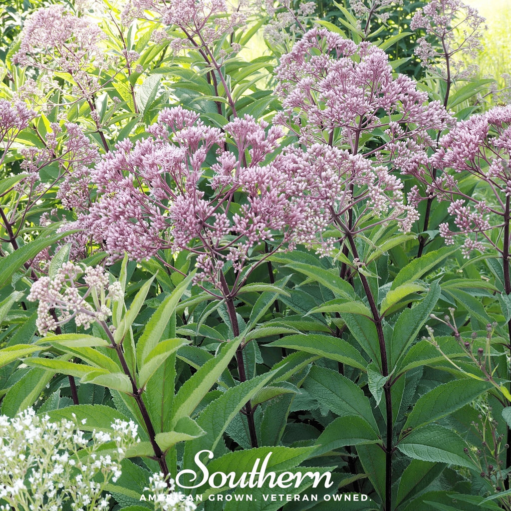 Spotted Joe Pye Weed – 100 Seeds Southern Seeds
