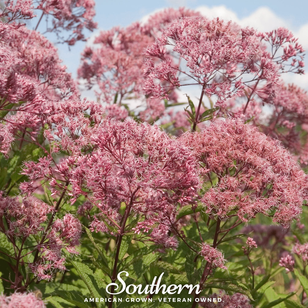 Sweet Joe Pye Weed – 100 Seeds Southern Seeds