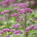 Sweet Joe Pye Weed – 100 Seeds Southern Seeds