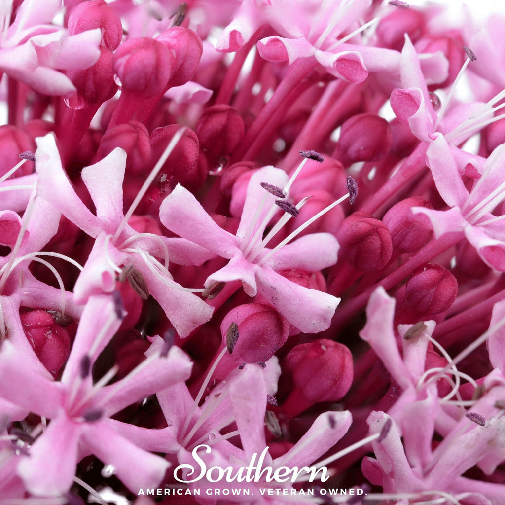 Sweet Joe Pye Weed – 100 Seeds Southern Seeds