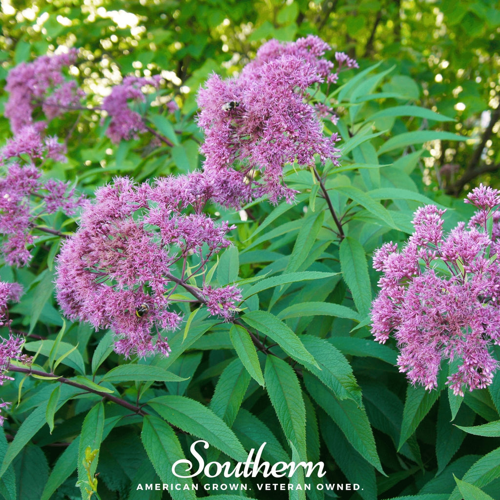 Sweet Joe Pye Weed – 100 Seeds Southern Seeds