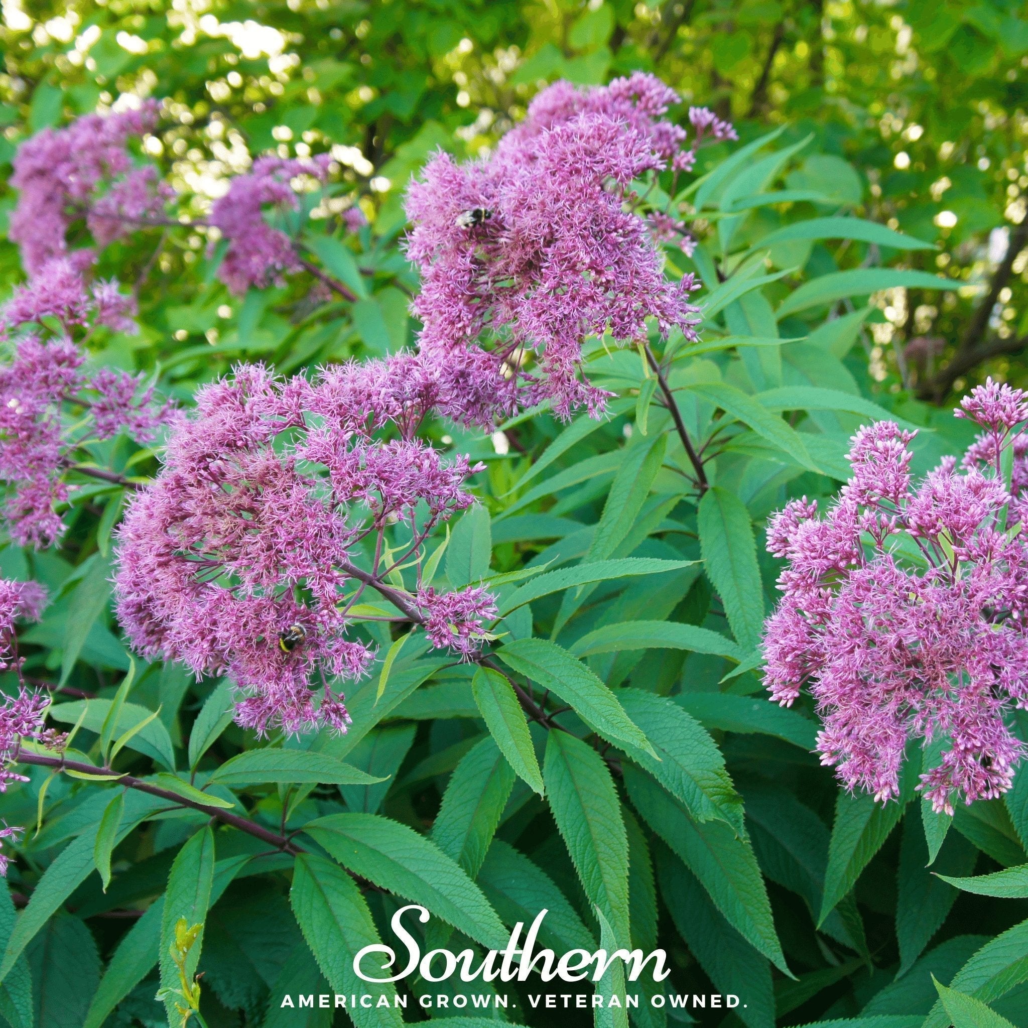 Sweet Joe Pye Weed – 100 Seeds Southern Seeds