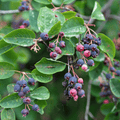 Juneberry – Serviceberry – 50 Seeds Southern Seeds
