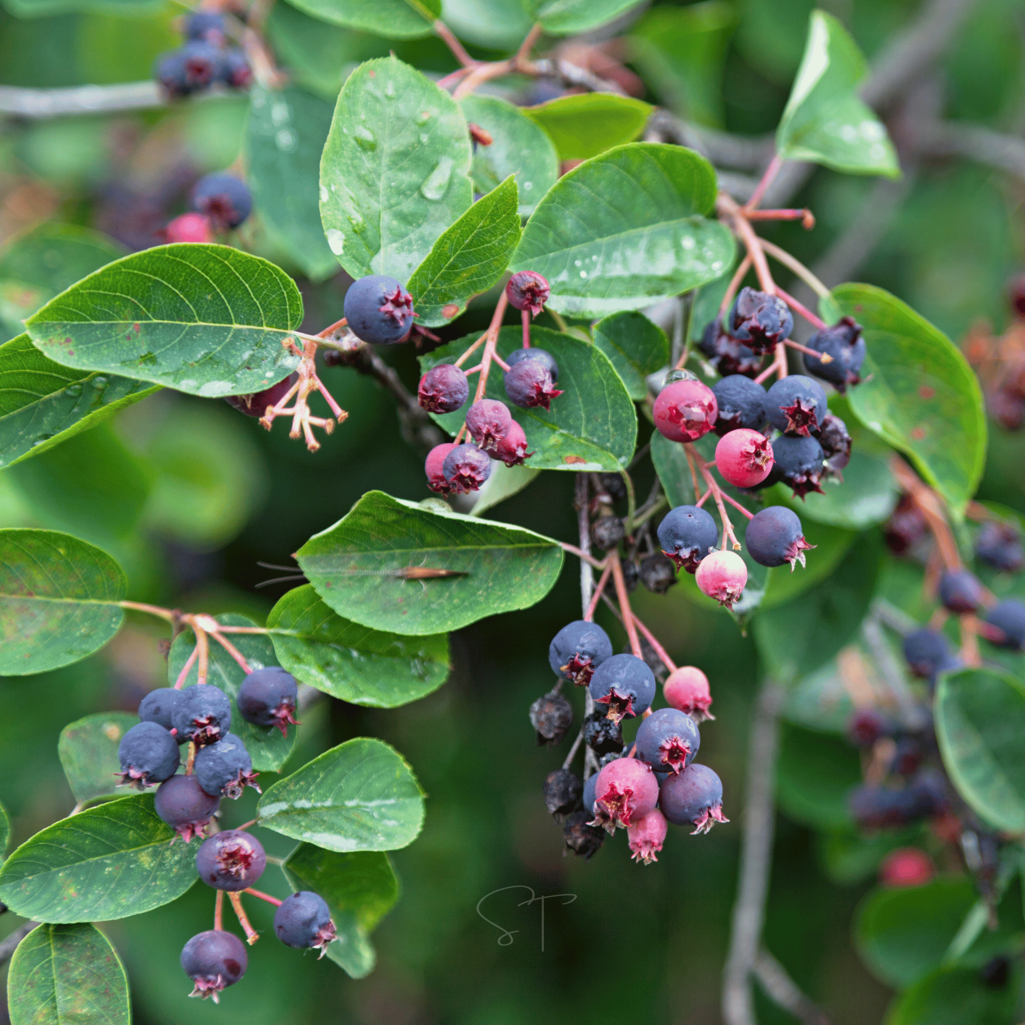 Juneberry – Serviceberry – 50 Seeds Southern Seeds