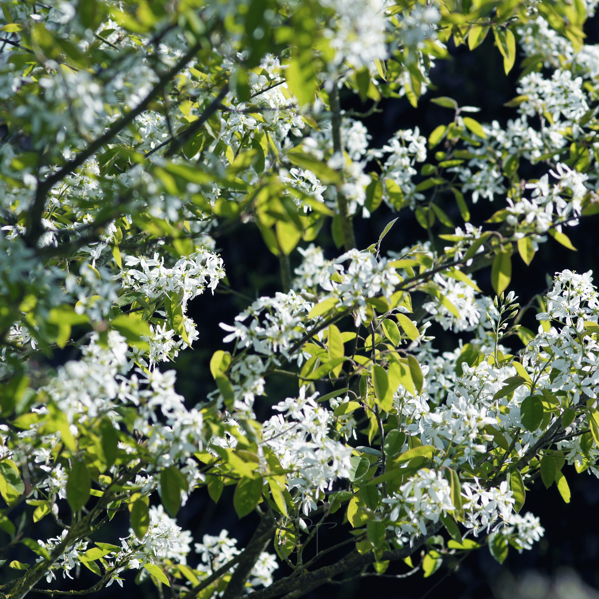Juneberry – Serviceberry – 50 Seeds Southern Seeds