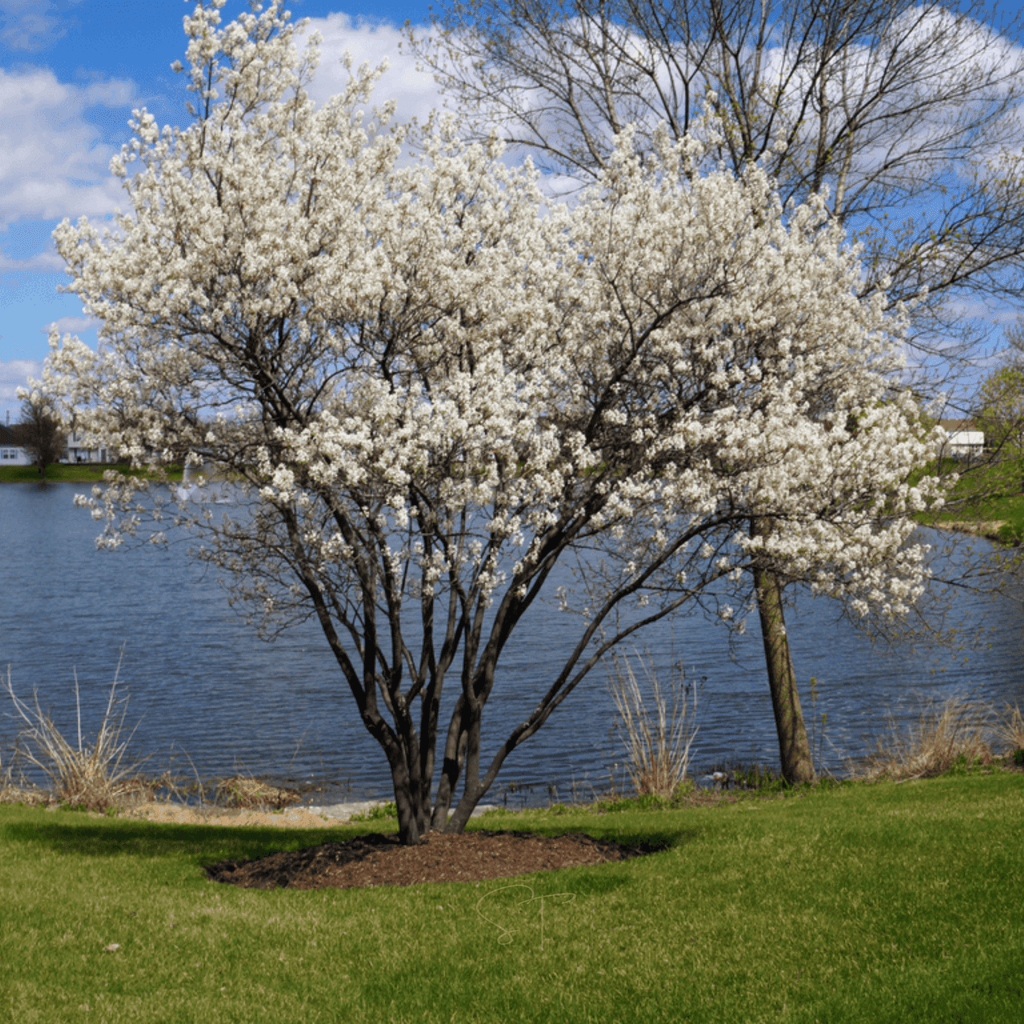 Juneberry – Serviceberry – 50 Seeds Southern Seeds