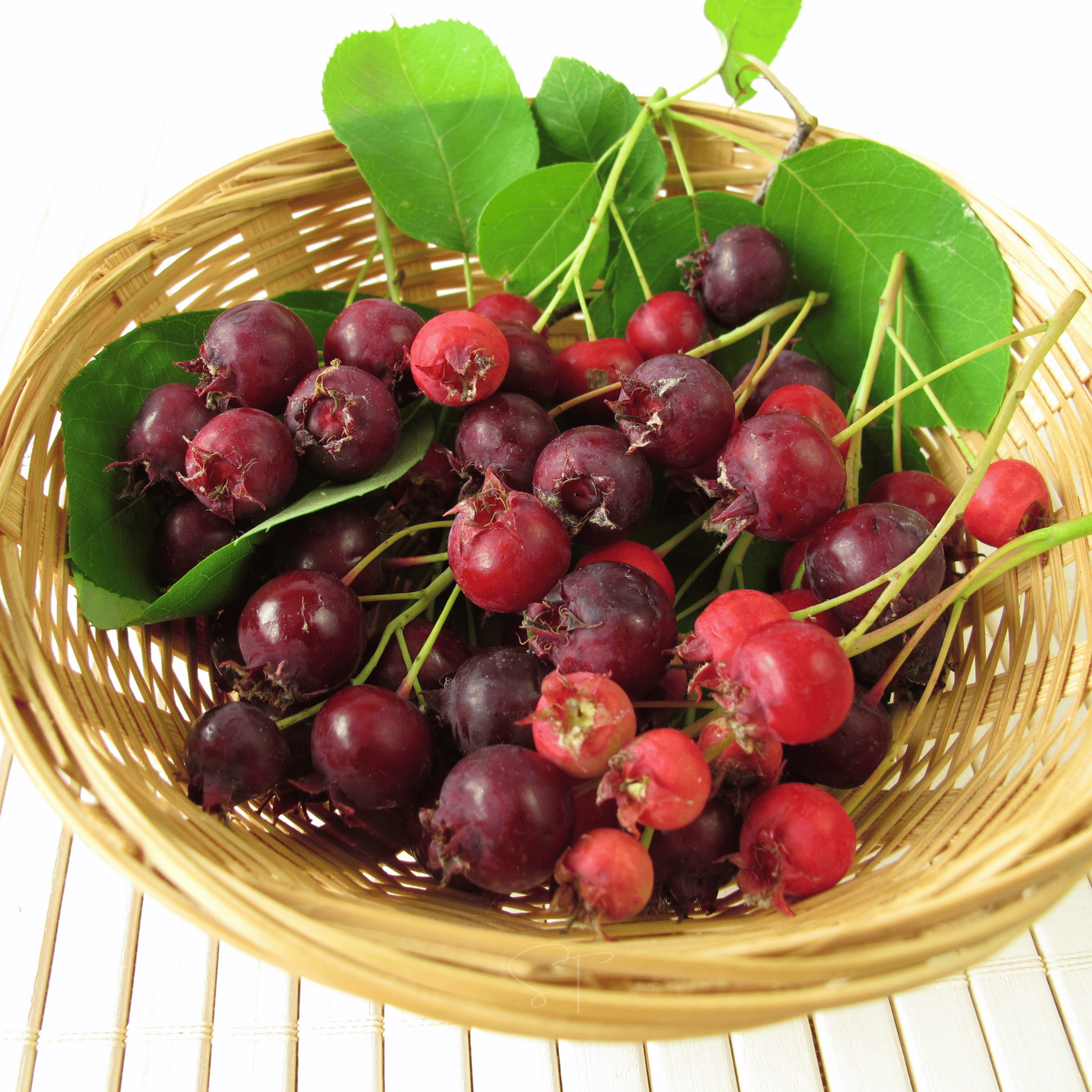 Juneberry – Serviceberry – 50 Seeds Southern Seeds