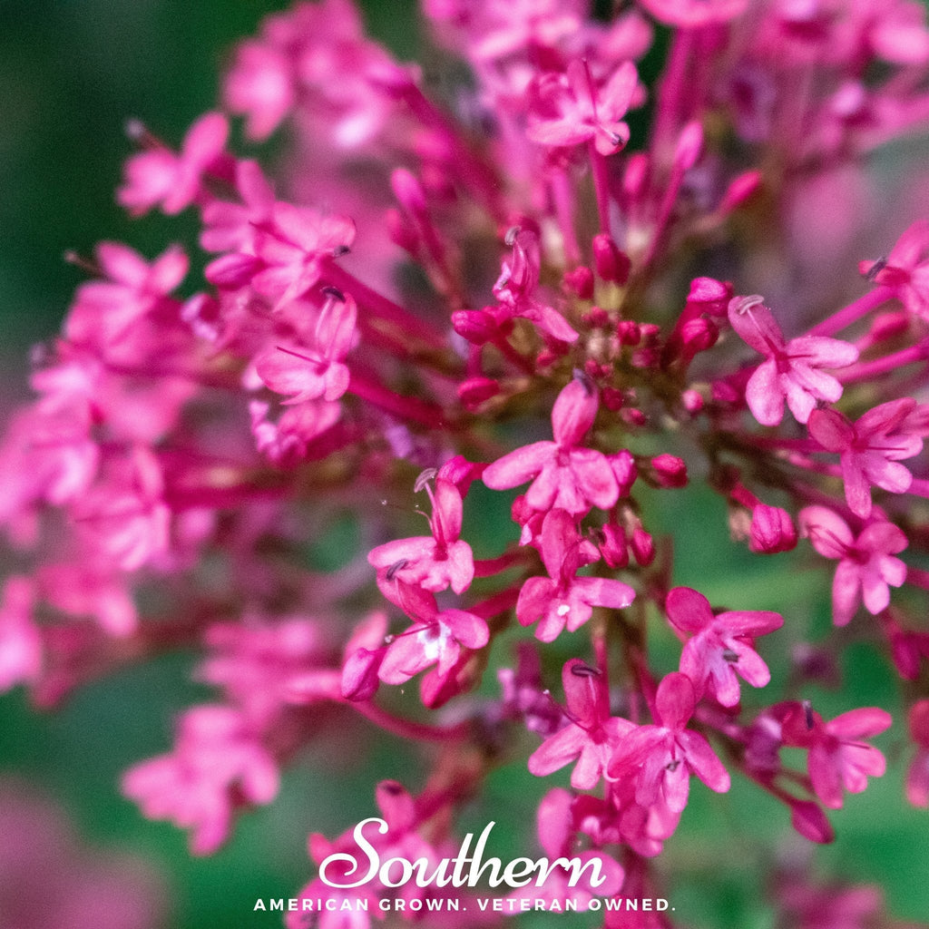 Jupiter’s Beard Mix – 50 Seeds Southern Seeds