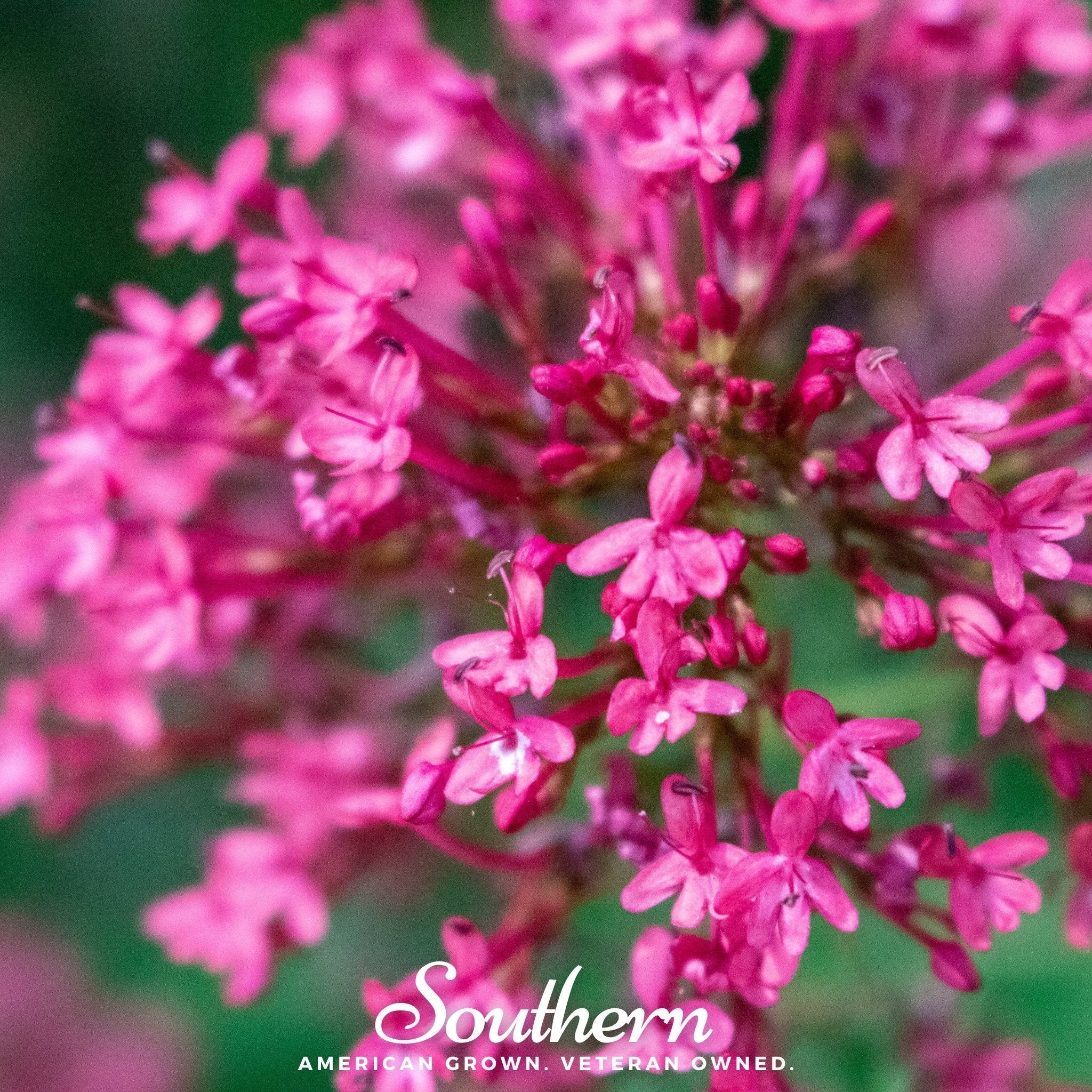 Jupiter’s Beard Mix – 50 Seeds Southern Seeds