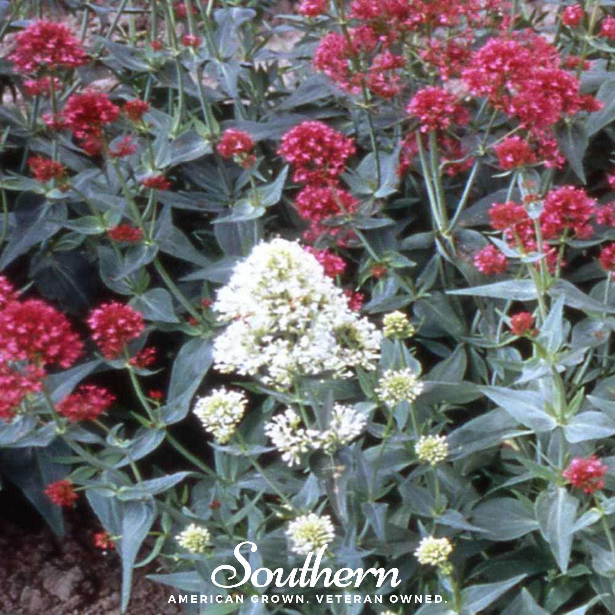 Jupiter’s Beard Mix – 50 Seeds Southern Seeds