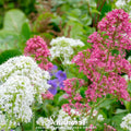 Jupiter’s Beard Mix – 50 Seeds Southern Seeds