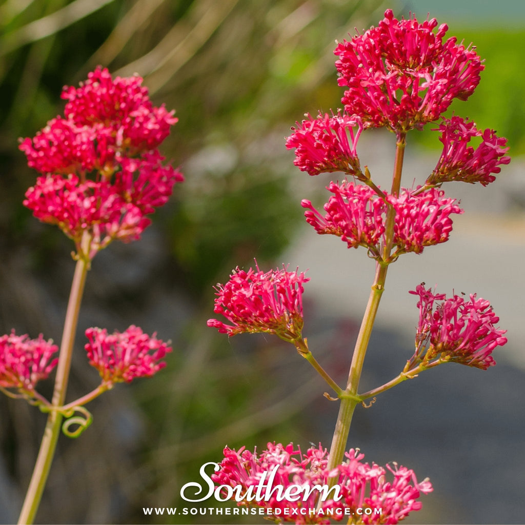 Jupiter’s Beard (Red Valerian) – 50 Seeds Southern Seeds