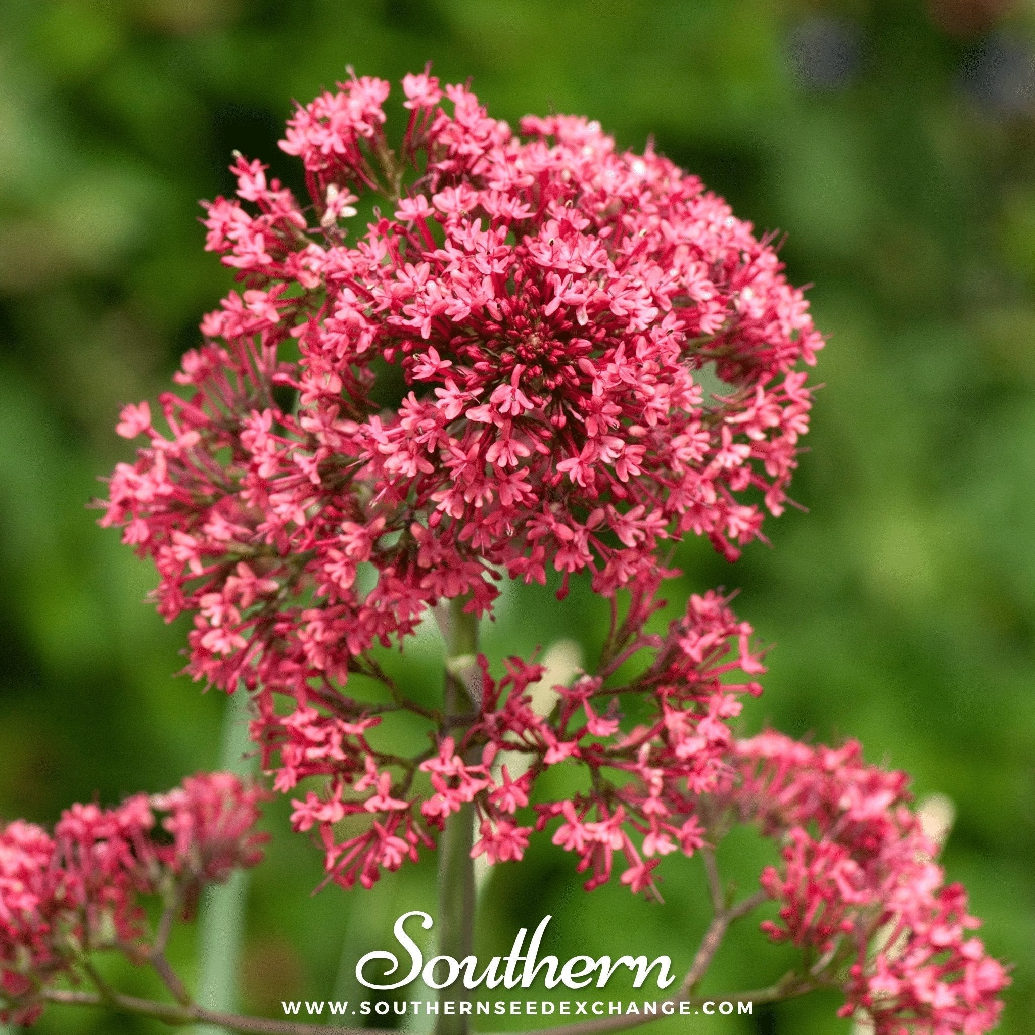 Jupiter’s Beard (Red Valerian) – 50 Seeds Southern Seeds
