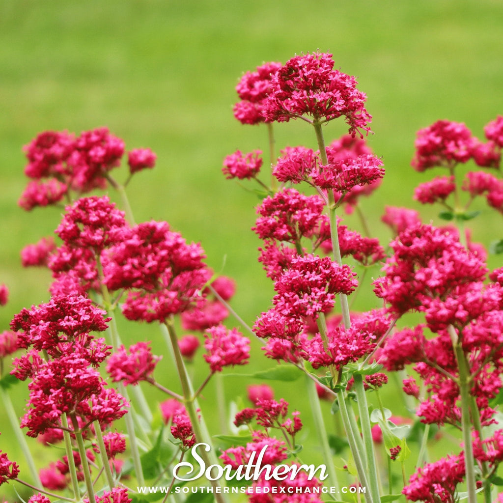 Jupiter’s Beard (Red Valerian) – 50 Seeds Southern Seeds