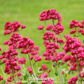 Jupiter’s Beard (Red Valerian) – 50 Seeds Southern Seeds