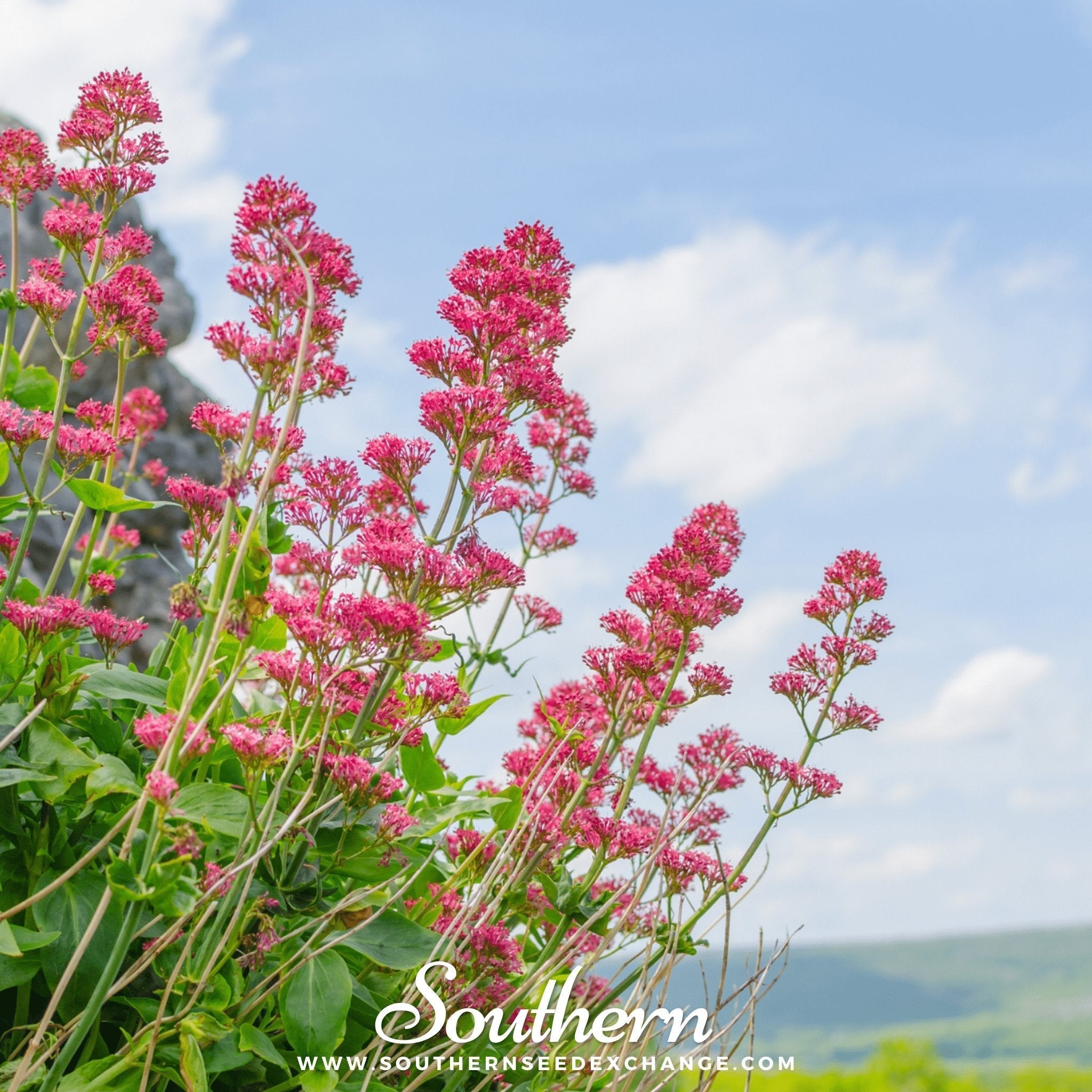 Jupiter’s Beard (Red Valerian) – 50 Seeds Southern Seeds