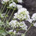 White Valerian Jupiter’s Beard – 50 Seeds Southern Seeds