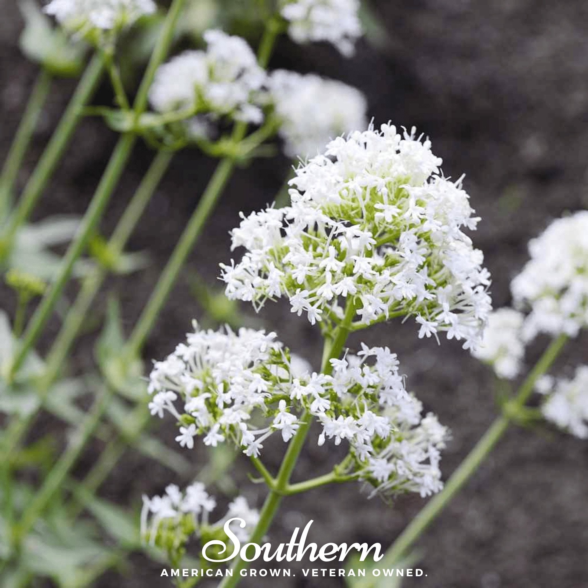 White Valerian Jupiter’s Beard – 50 Seeds Southern Seeds