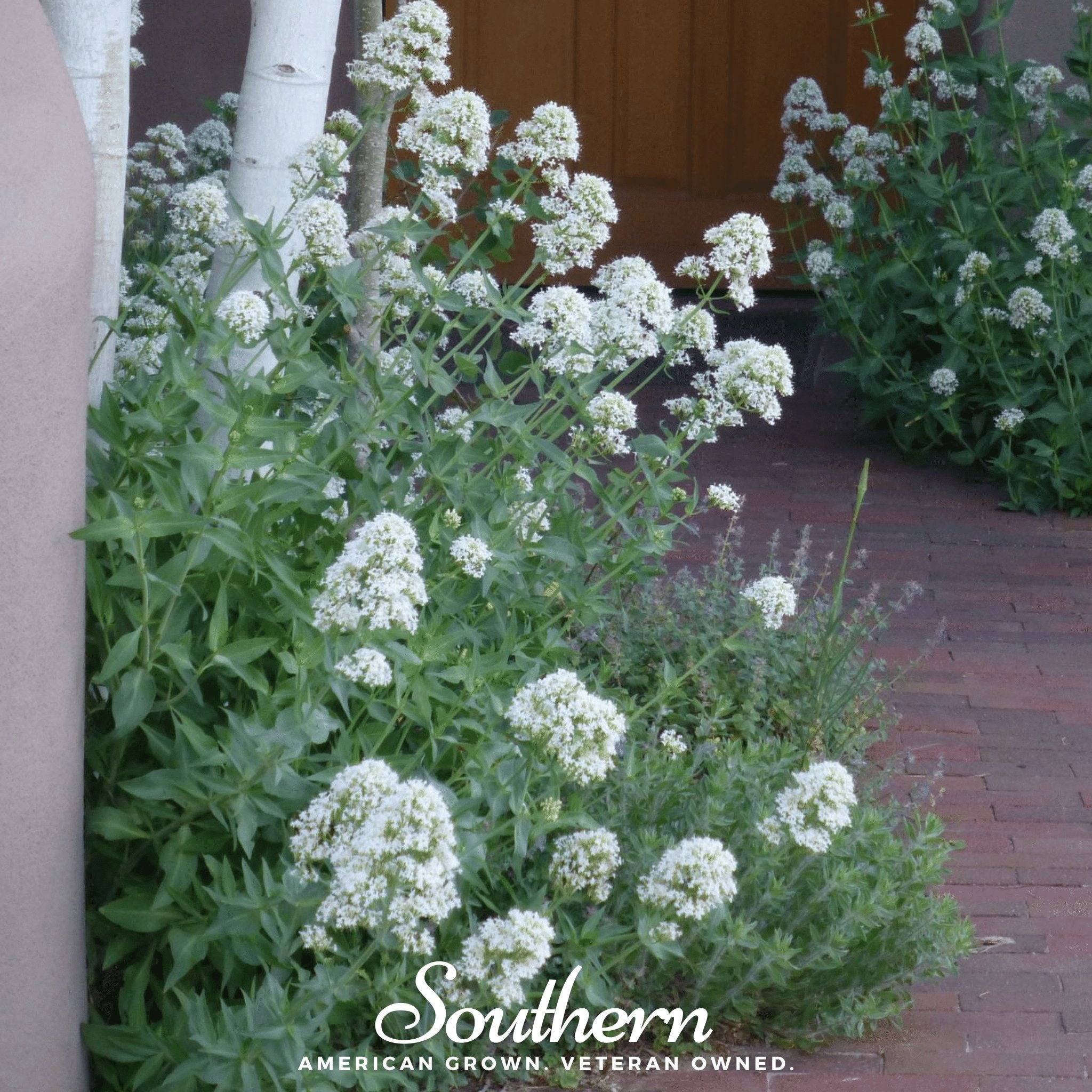 White Valerian Jupiter’s Beard – 50 Seeds Southern Seeds