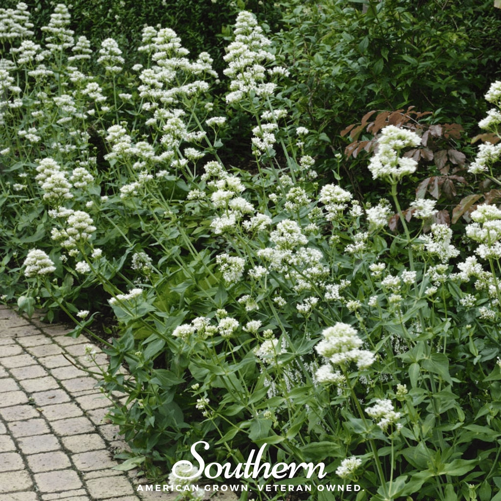 White Valerian Jupiter’s Beard – 50 Seeds Southern Seeds
