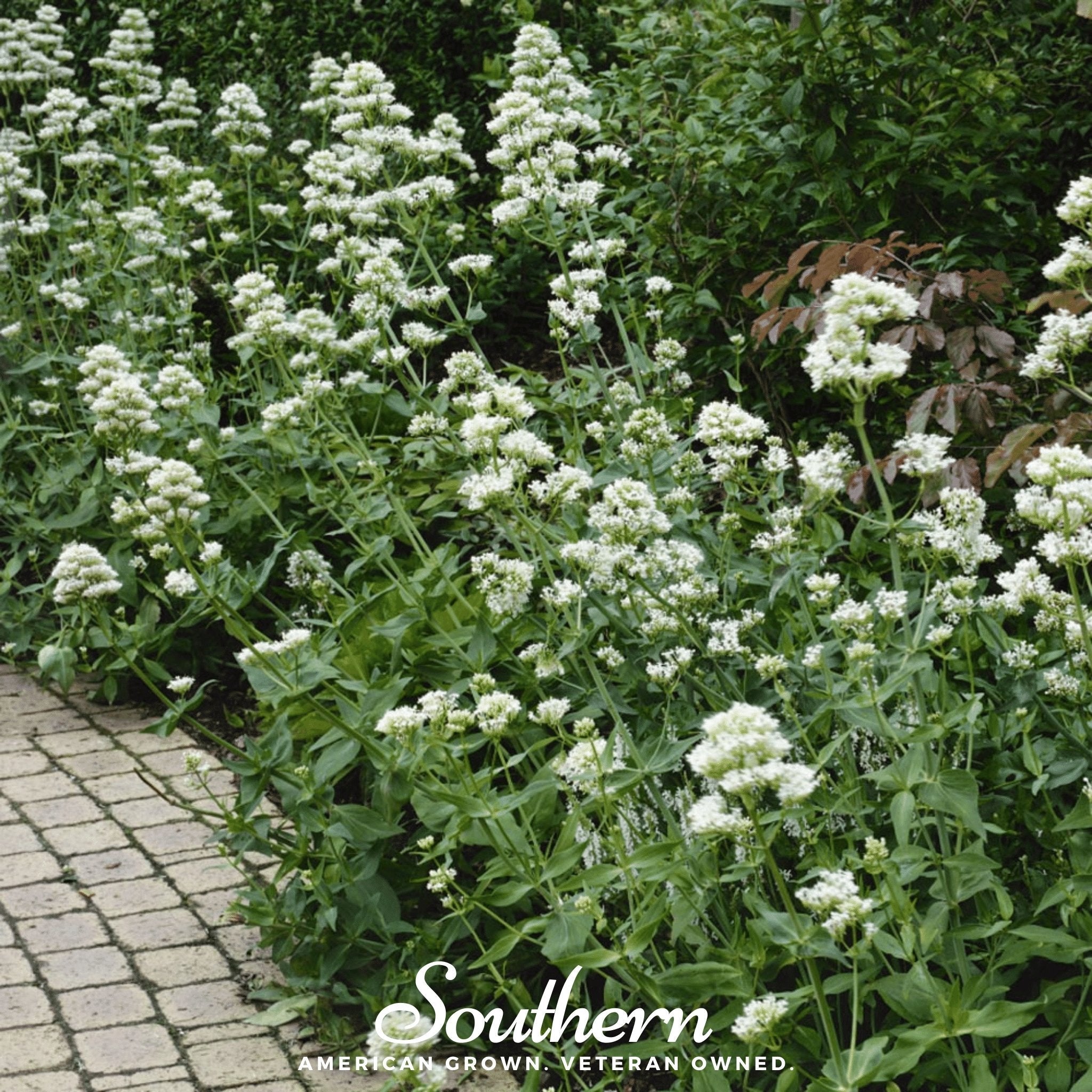 White Valerian Jupiter’s Beard – 50 Seeds Southern Seeds