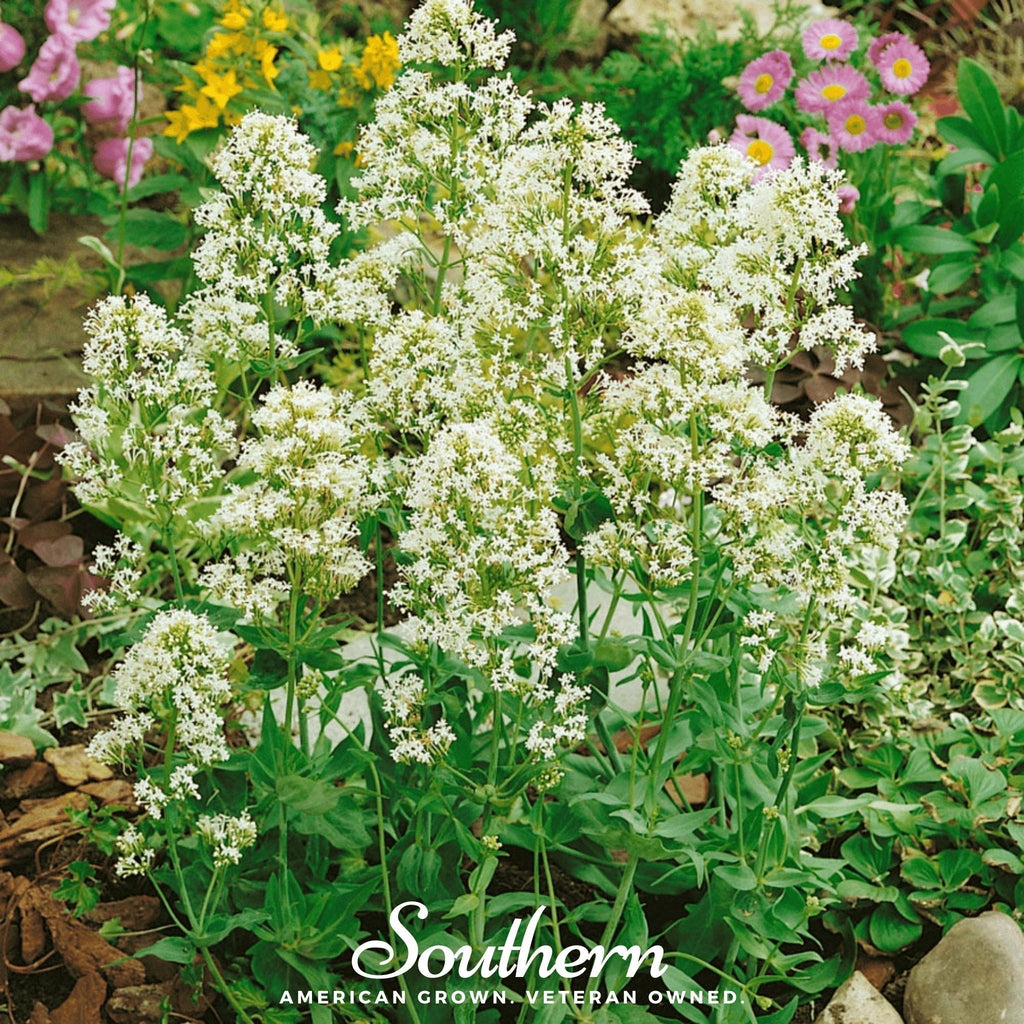 White Valerian Jupiter’s Beard – 50 Seeds Southern Seeds