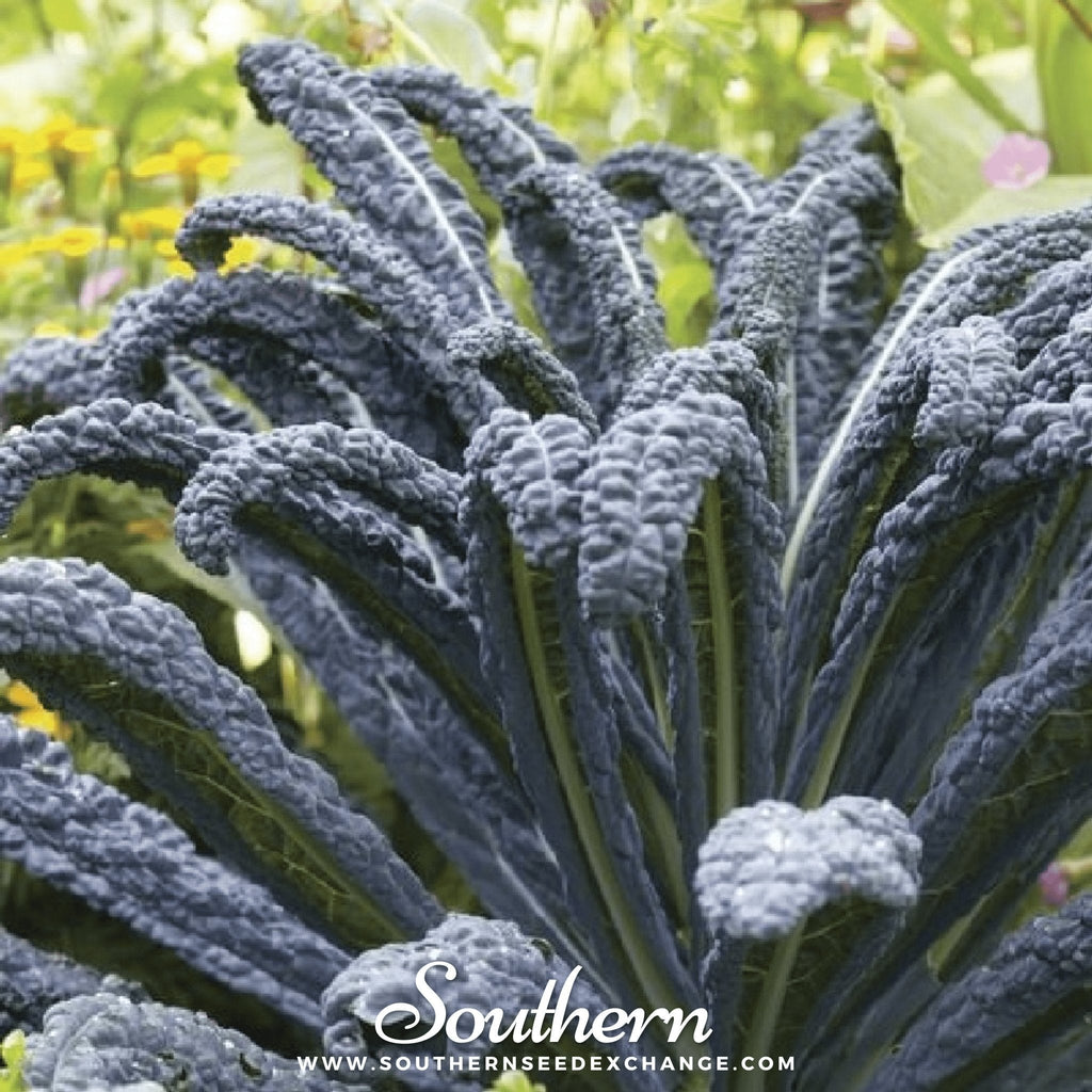 Black Magic Kale – 250 Seeds Southern Seeds