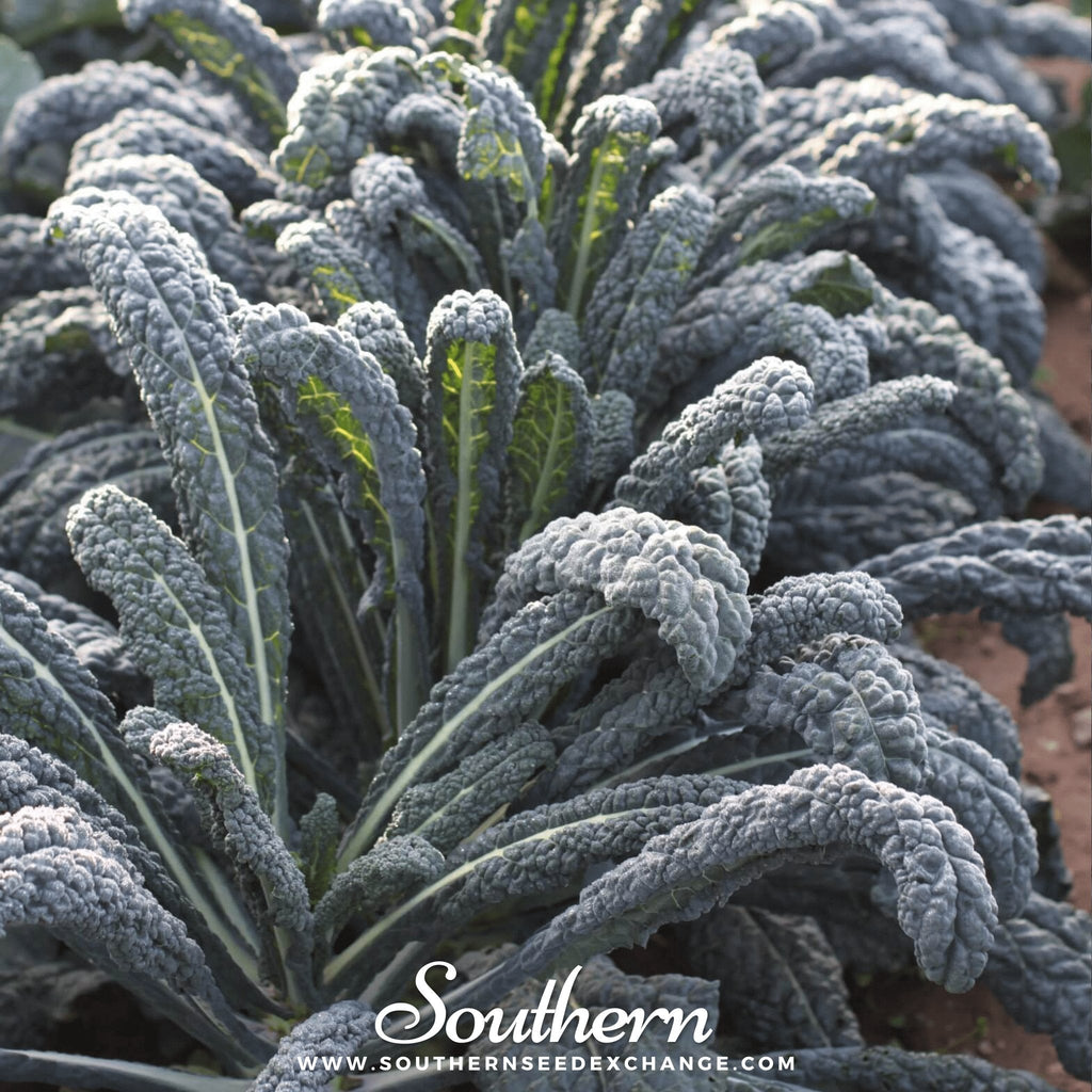 Black Magic Kale – 250 Seeds Southern Seeds