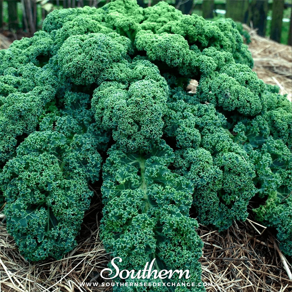 Dwarf Blue Curled Scotch Kale – 250 Seeds Southern Seeds