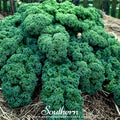 Dwarf Blue Curled Scotch Kale – 250 Seeds Southern Seeds
